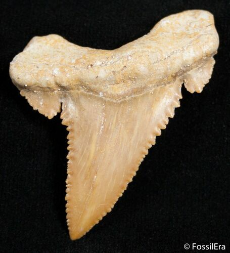Fossil Palaeocarcharodon Tooth - Sawtooth Serrations #2447